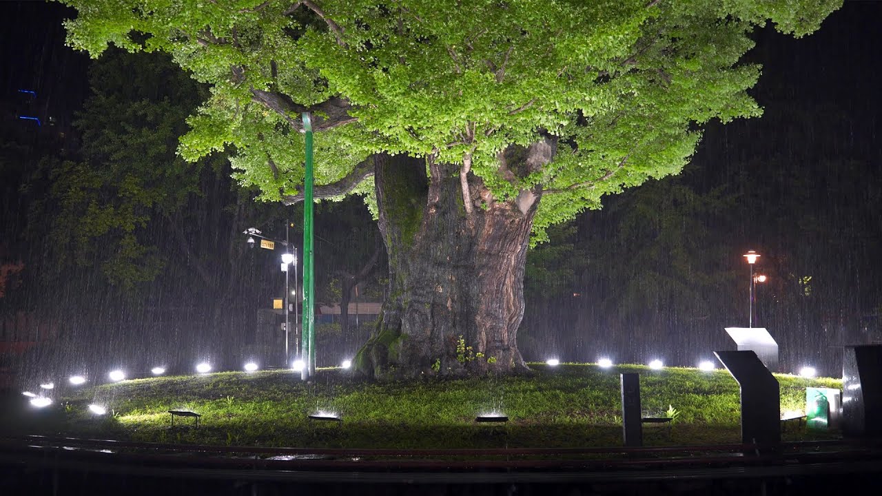 [4K. Rain Sounds] Dreamy atmosphere, rainy scenery in the park late at night. ASMR relieve insomnia