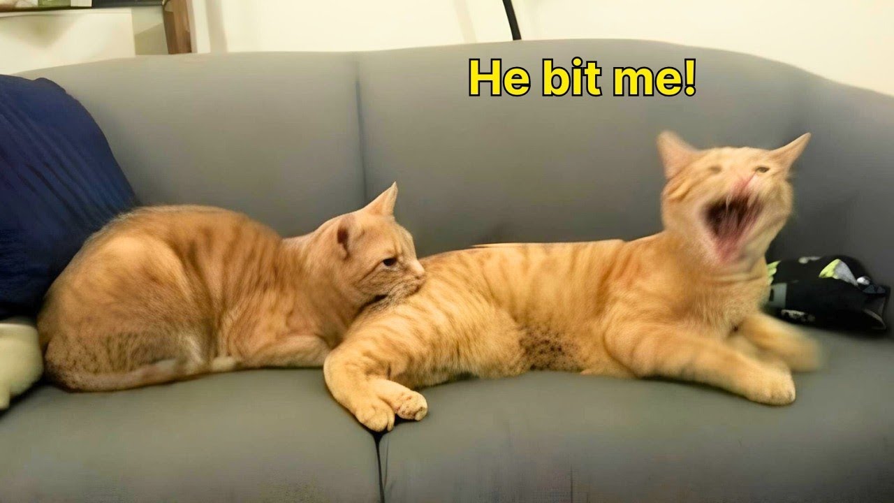 POV: Your Cat Chooses Violence