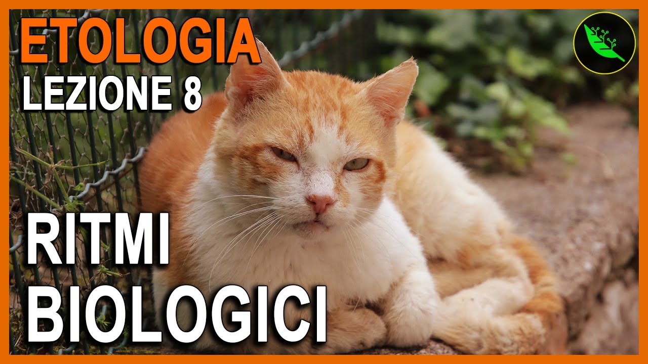 OROLOGI BIOLOGICI ENDOGENI, RITMI CIRCADIANI e GIORNALIERI  -Etologia Lezione 8