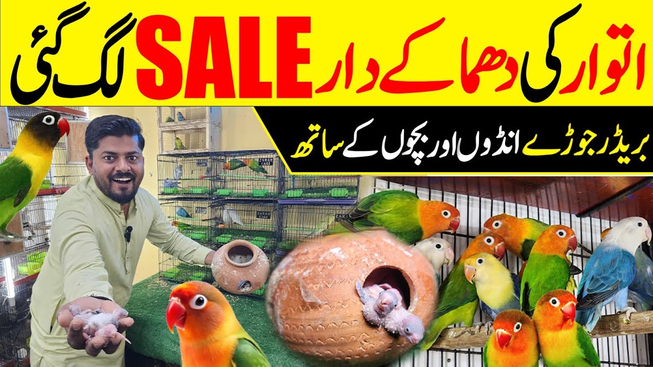 Sunday offers a gai Bilal Bhai ki #lahorientertainmentchannel #birds #parrot #pets #budgies #cat 