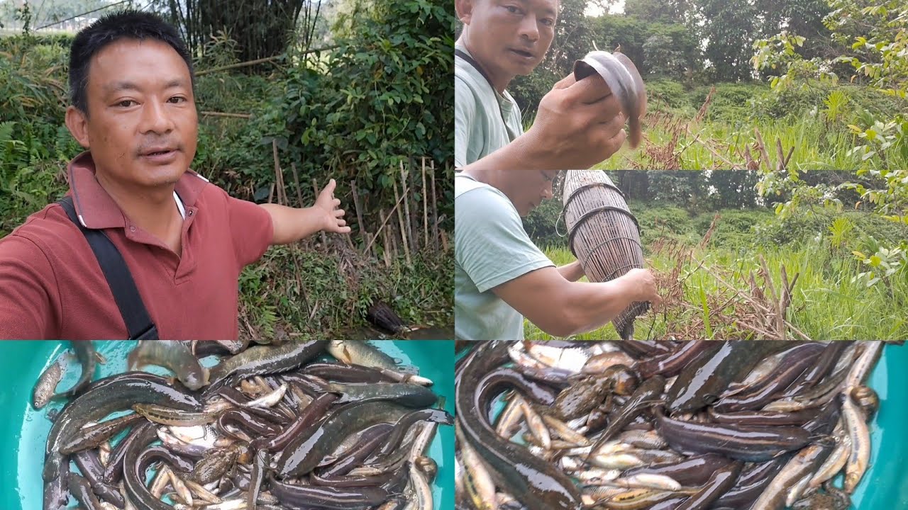 I sat a traditional fish trap in the wild pond. And after checking i got a good number of fish insid