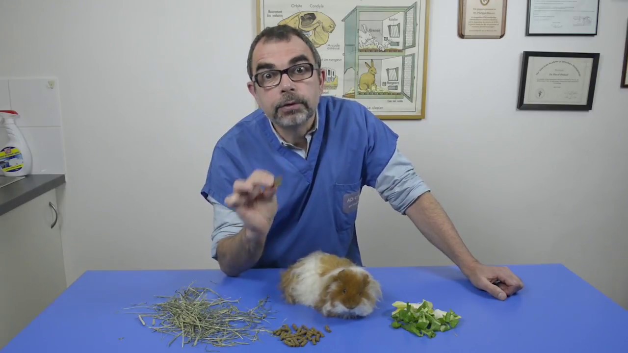 Comment nourrir son cochon d'Inde ? Conseils d'un docteur vétérinaire