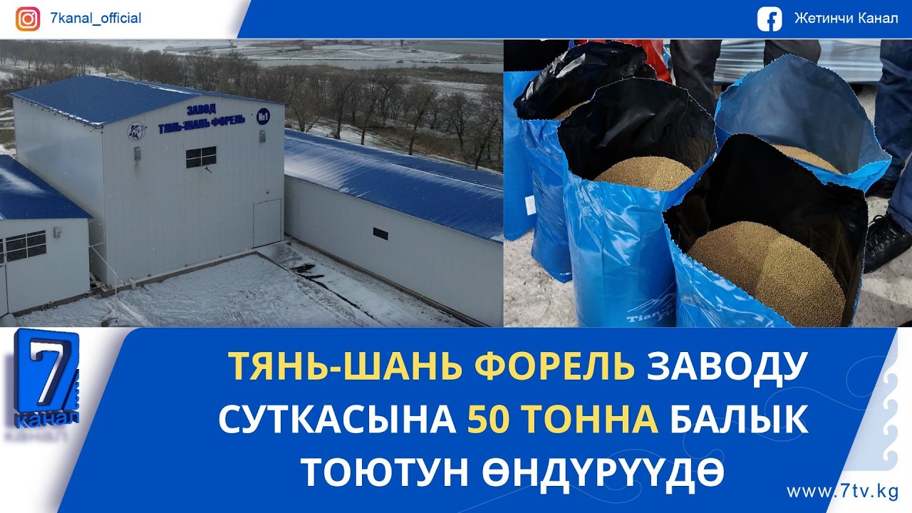 АТА МЕКЕНДИК ӨНДҮРҮШ: УЧУРДА СУТКАСЫНА 50 ТОННАЛЫК БАЛЫК ТОЮТУ ӨНДҮРҮЛҮҮДӨ