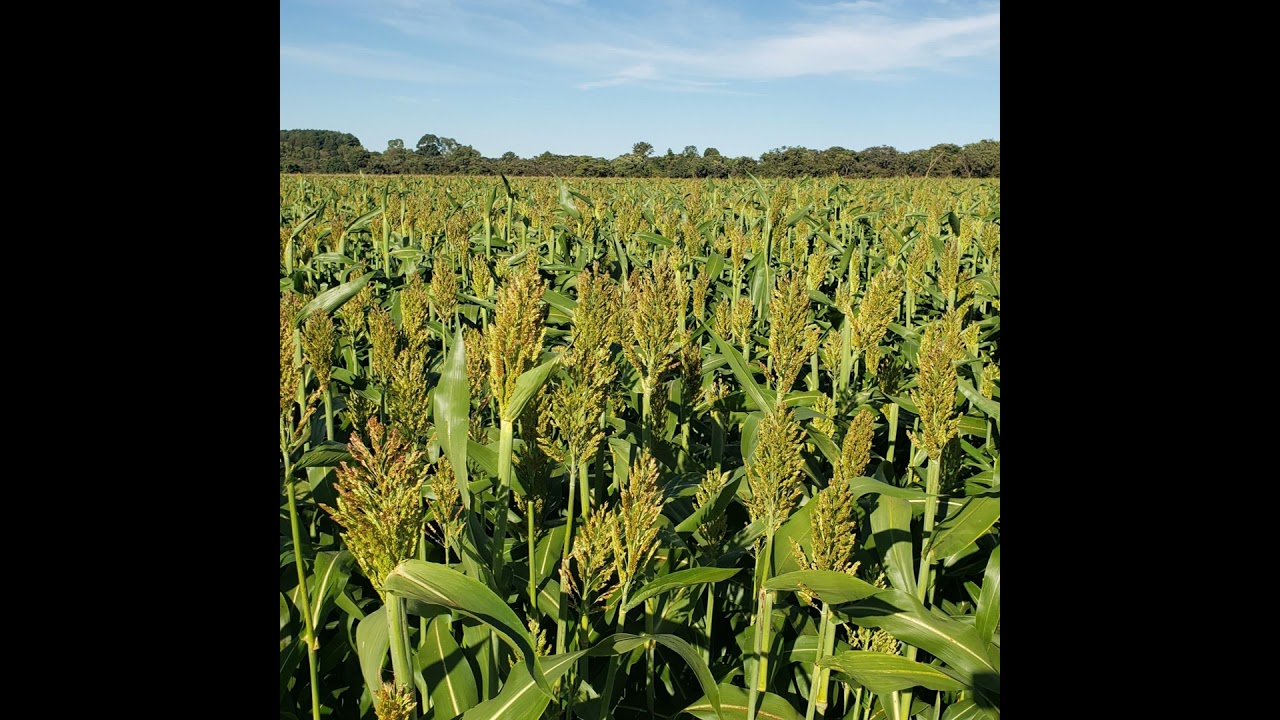 Podcast Prosa Rural - Novo sorgo forrageiro BRS 661 alia alta produtividade e qualidade nutricional