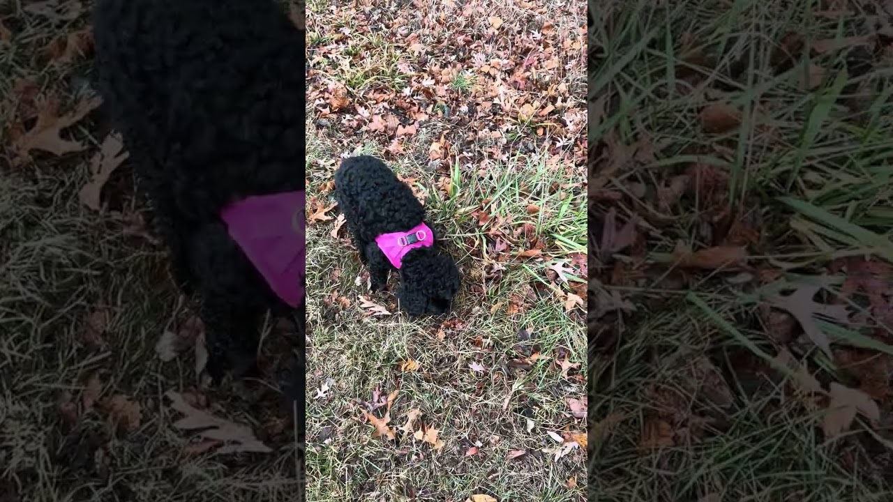 Wet Paws & Happy Tails | Barbie’s Rainy Park Walk
