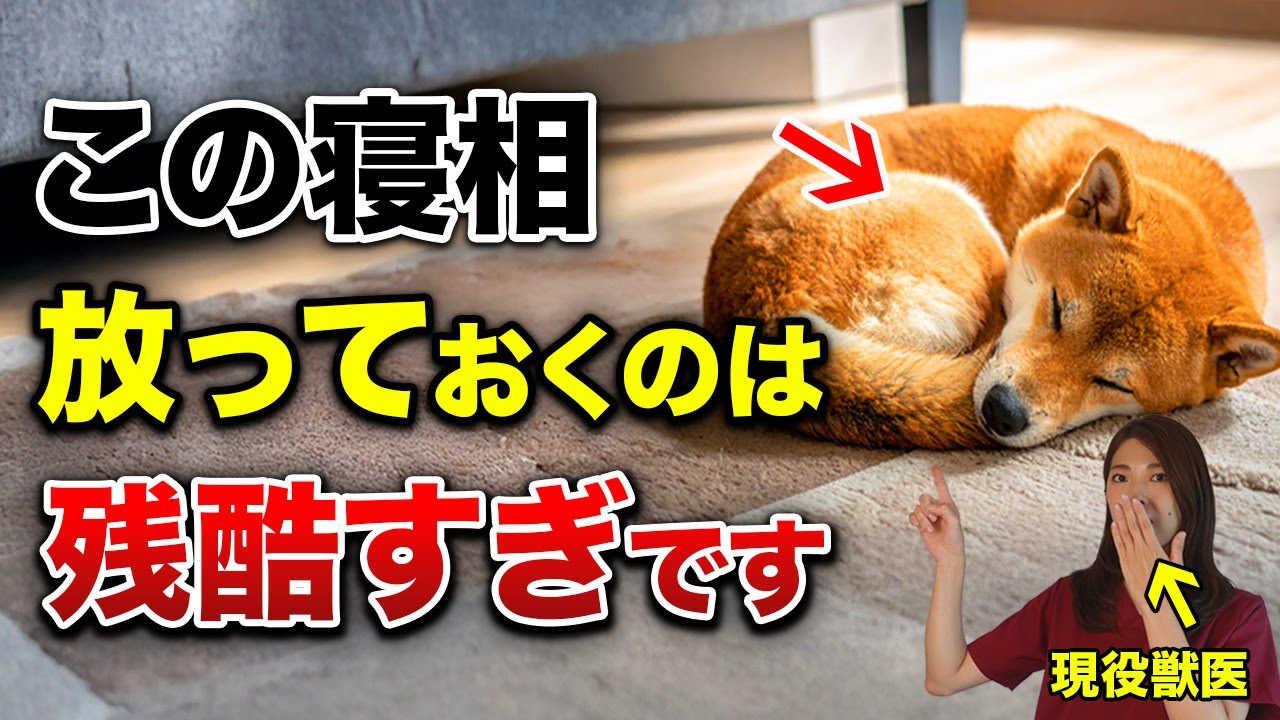 【獣医師が解説】寝相でわかる犬の本当の気持ち15選