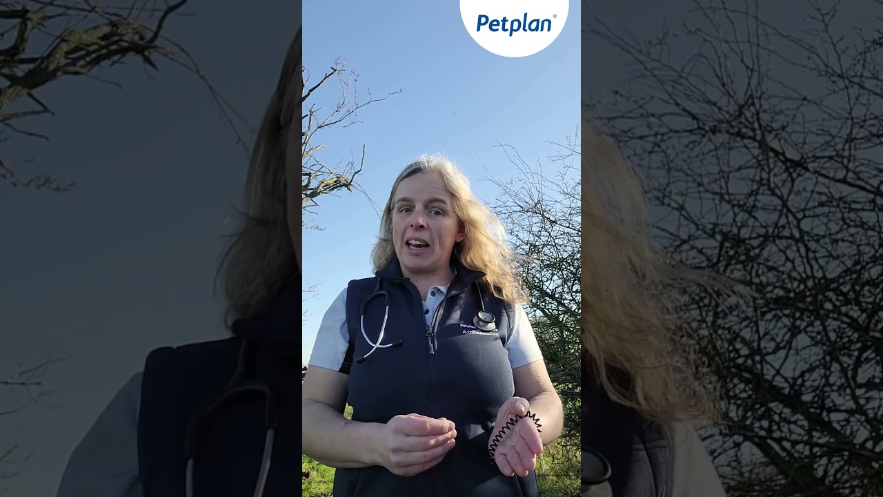 Petplan Equine - Sarcoids