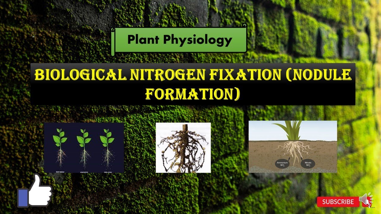 Biological Nitrogen Fixation for CSIR NET Life Science #csirnetpreparation  #csirnetlifescience