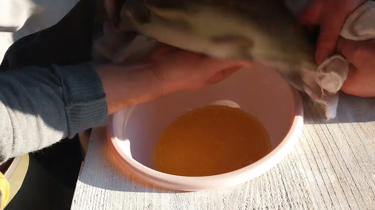 mrijest potočne pastrmke