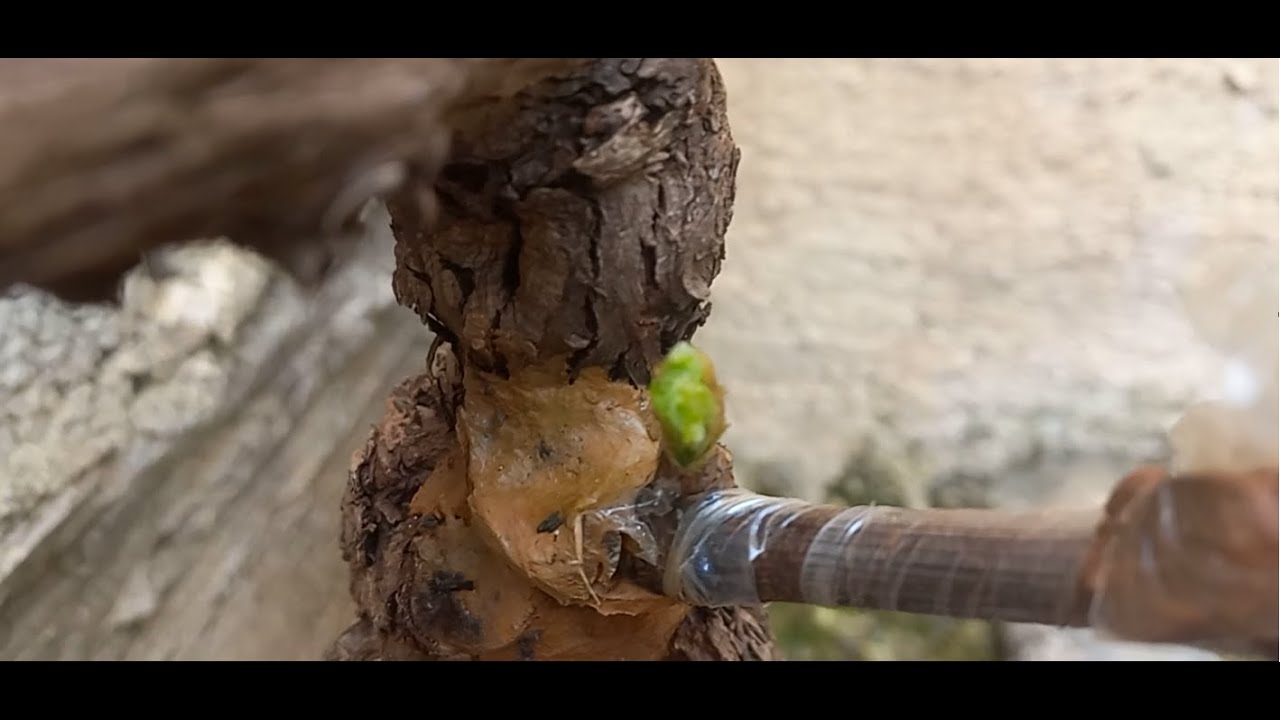 تطعيم العنب بطعم أسود و نتائج  فيفري /  Greffe de raisins avec greffon noir et résultats en février