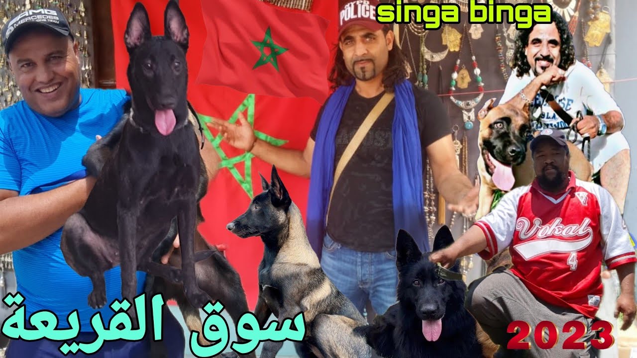 سوق القريعة بالدار البيضاء 🇲🇦 مباشرة مع باعة الكلاب وأضخم #canecorso #souk_kriaa #malinois #doberma