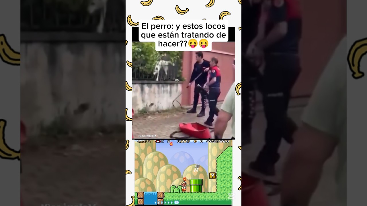 El perro qued&oacute; como wtf esto es real?💥🤣🐶 #humor #epicos #risa #dog
