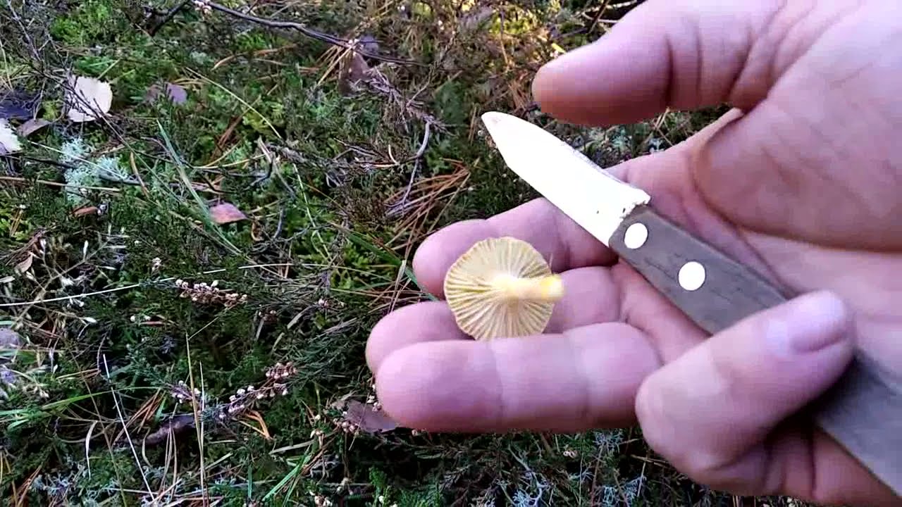 Wodnicha późna - 
