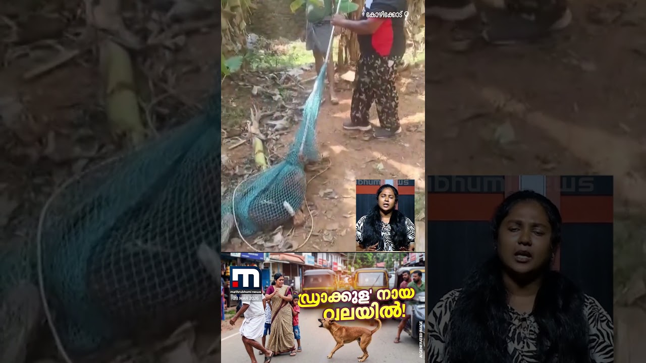 'ഡ്രാക്കുള' നായ ഒടുവിൽ വലയിൽ! | Stray Dog | Kozhikode
