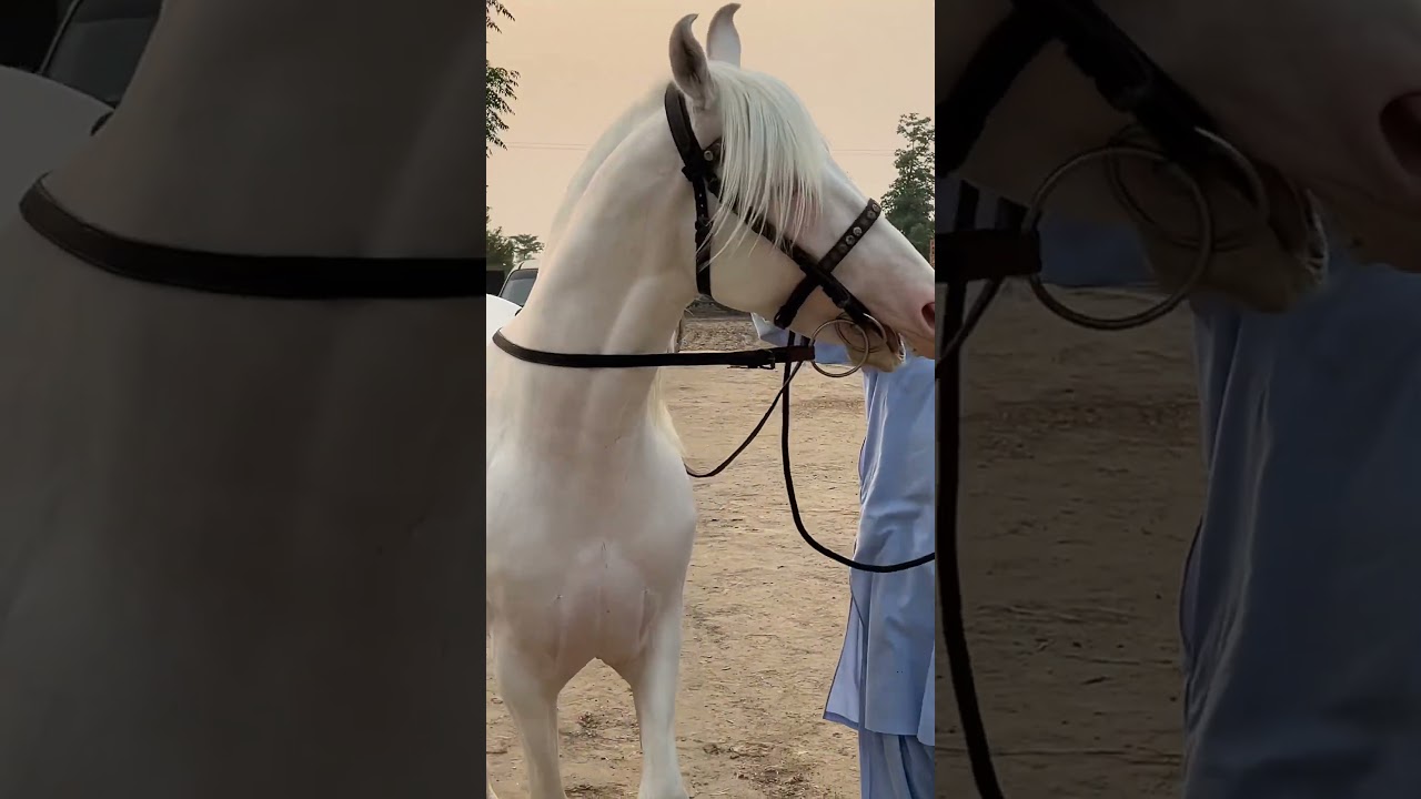 Nukra Breeder Ghoda