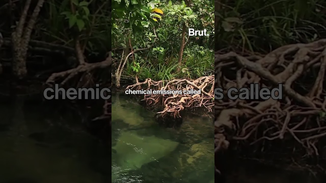 We now have visual evidence of how plants communicate with each other &hellip;