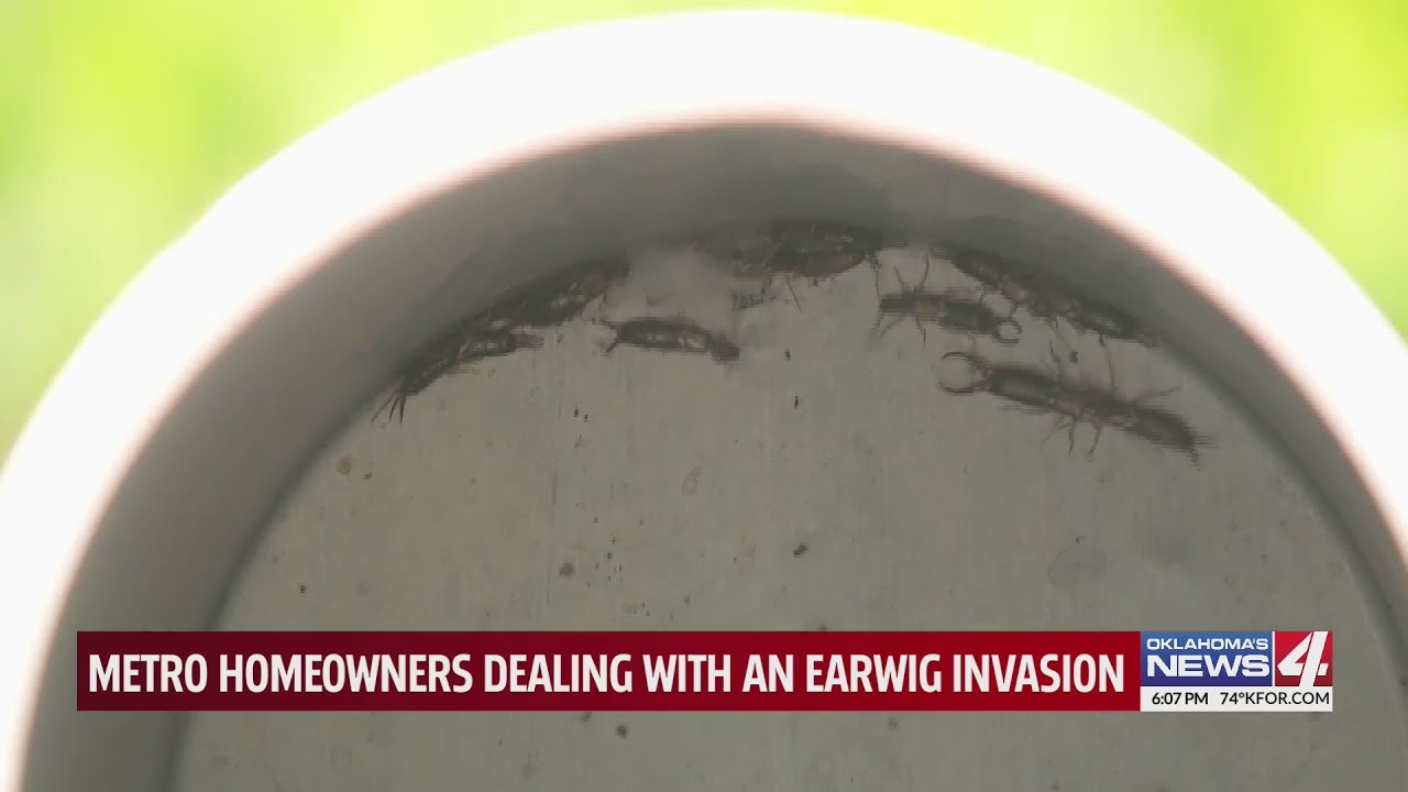 Oklahoma homeowners seeing uptick in earwig problems