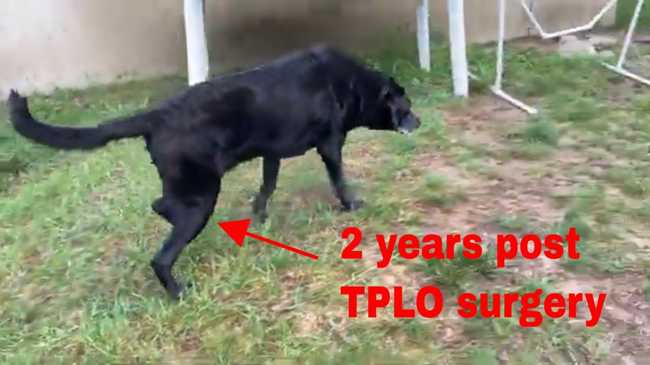 TPLO Surgery | Two Years Post-Op | 11 Year Old Labrador Retriever