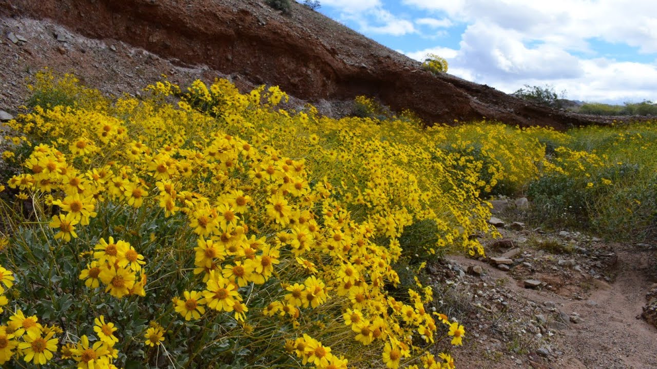 Coronavirus PSA by Encelia farinosa