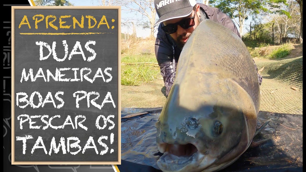 APRENDA: DUAS MANEIRAS BOAS PRA PESCAR OS TAMBAS!