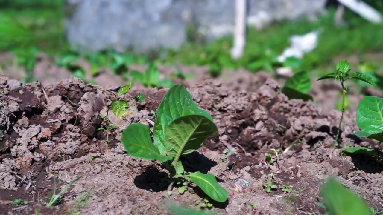 tobacco plant