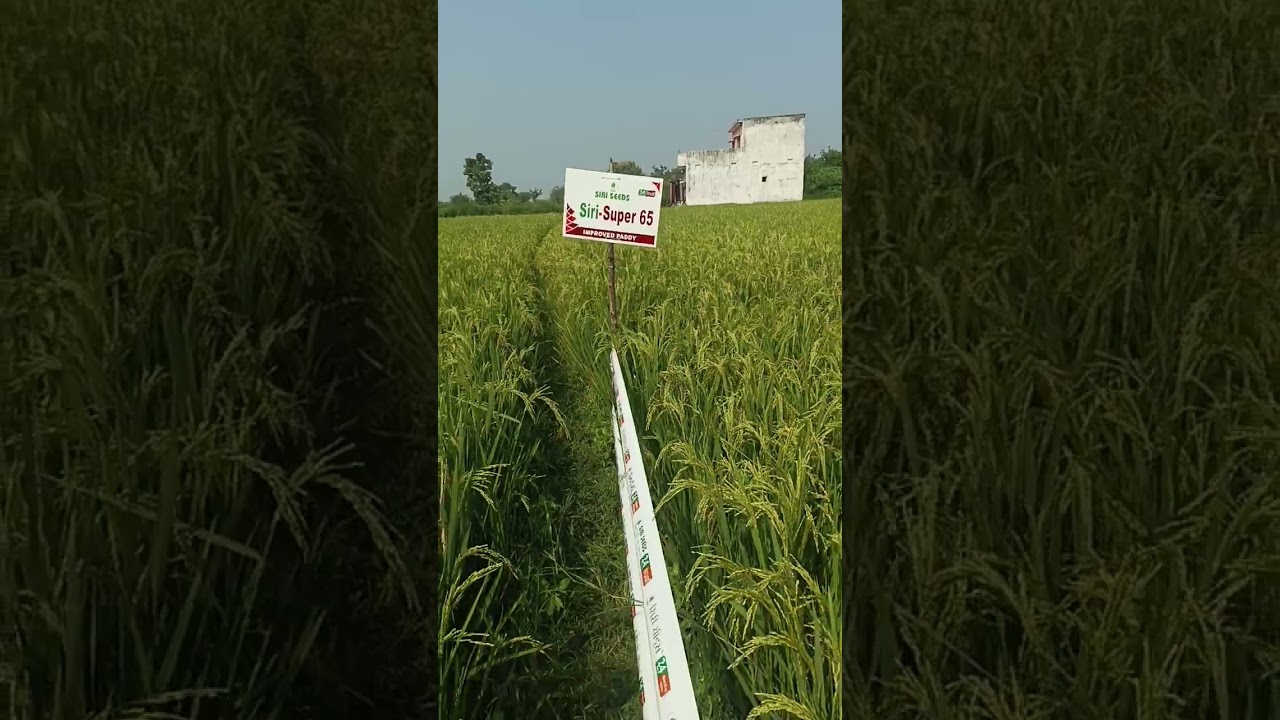 SIRI SEEDS Super 65 140 - 145 days (BB-11 WHITE SWARNA)