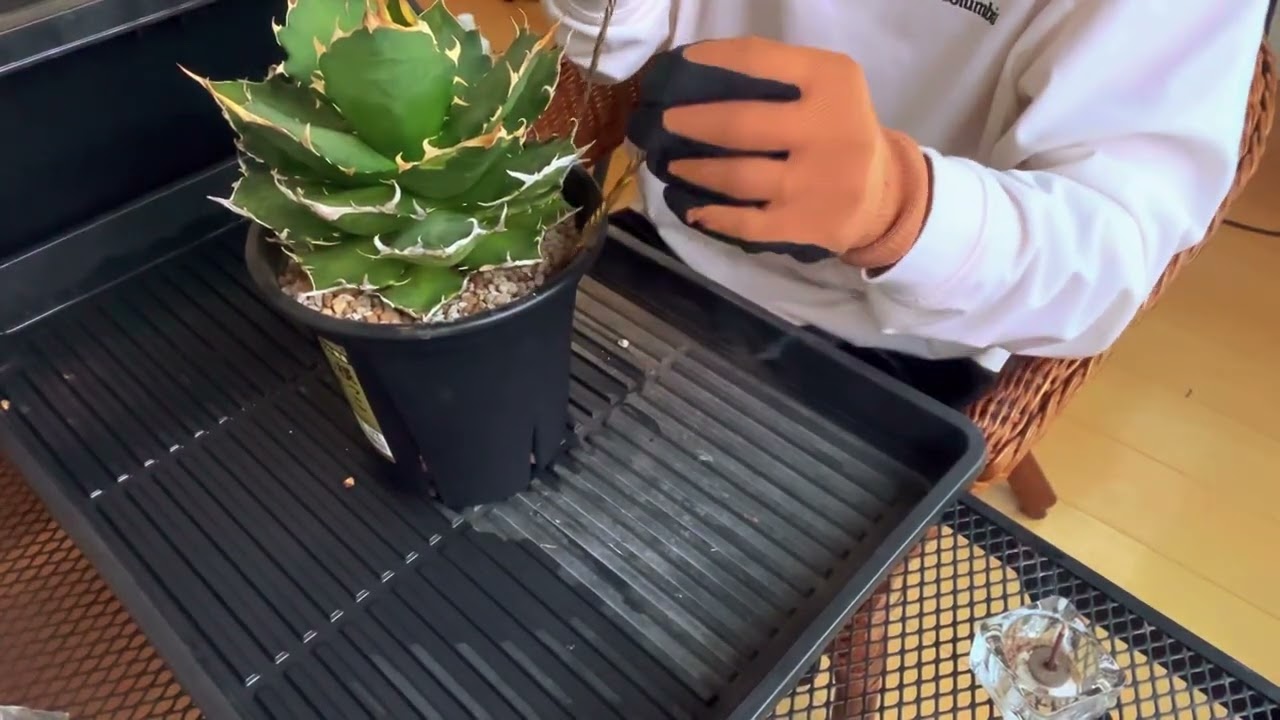 アガベ　鬼爪　植え替え