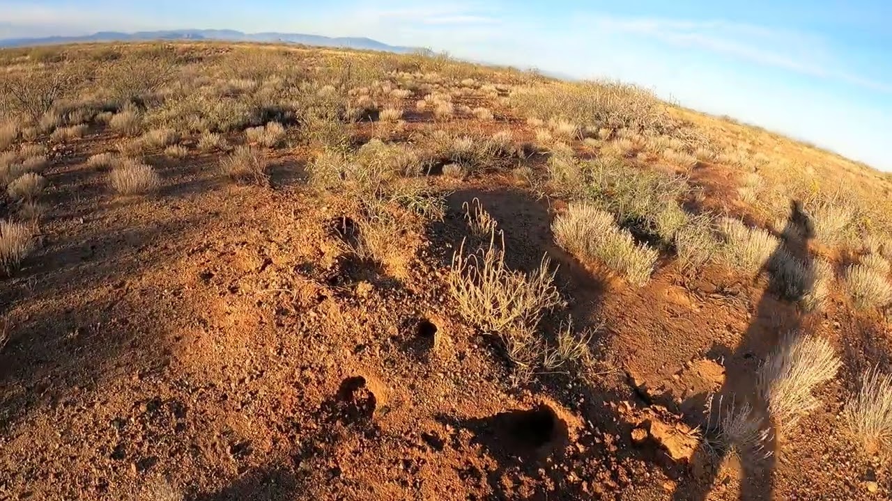 Wilcox Az Quail hunting - chasing