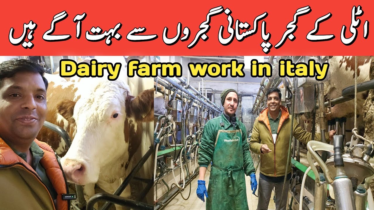 Dairy farm work in italy | italy dairy farm job and salary | cows 🐄 farm jobs in italy