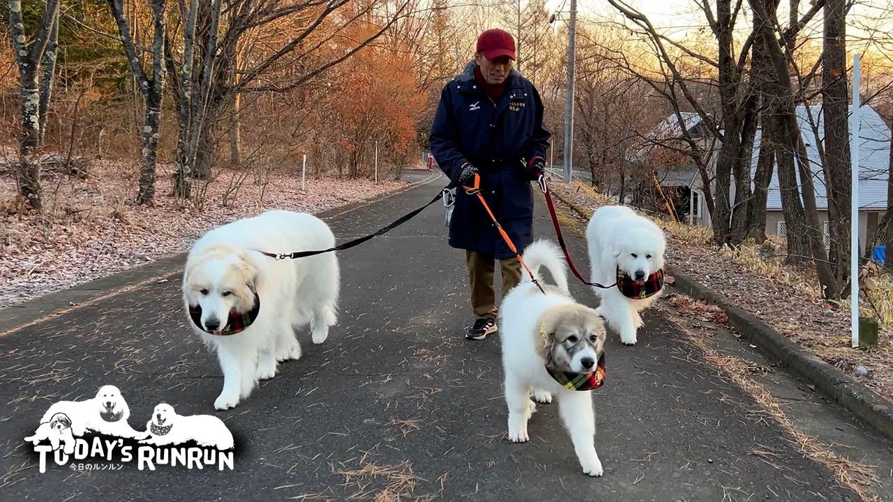 初めてのお散歩！新世界へ足を踏み出したベルです　Great Pyrenees　グレートピレニーズ