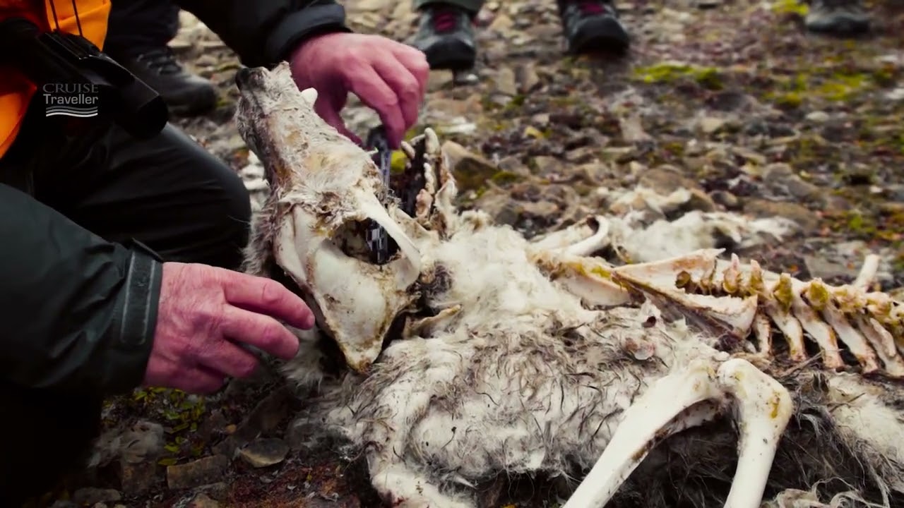 Spotting wildlife in the Arctic with Adventure Canada