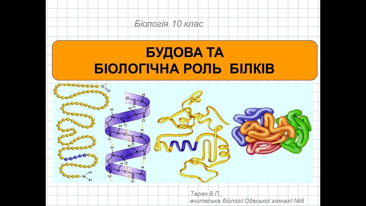 БУДОВА ТА БІОЛОГІЧНА РОЛЬ БІЛКІВ