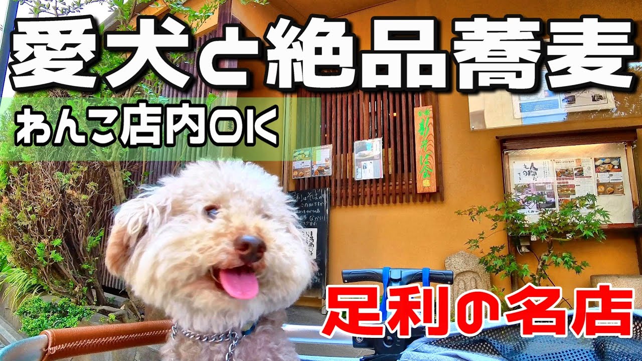 【犬OK店内】ミシュラン級の蕎麦店に愛犬と行ってきた｜栃木グルメ＆スイーツドライブ旅｜INUVAN LIFESTYLE