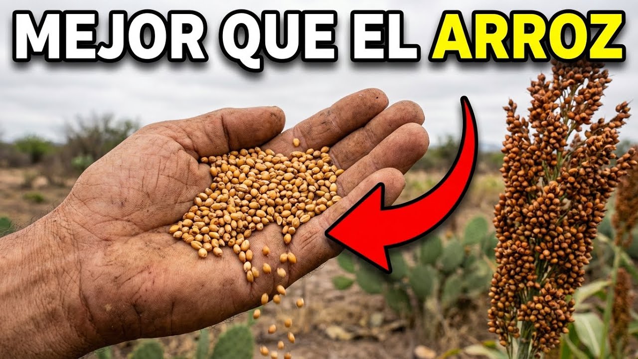 Mejor que el arroz. Sana el intestino, crece para siempre. ¿Por qué no lo sabes?