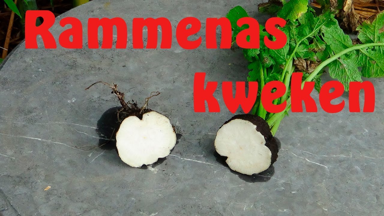 Rammenas kweken