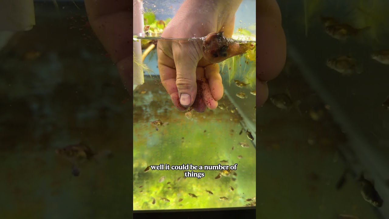 Толстяк&hellip; ПОТОЛСТЕЛ