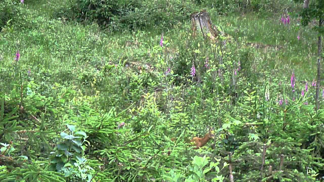 Rehwildjagd im Juni - J&auml;hrling wird erlegt
