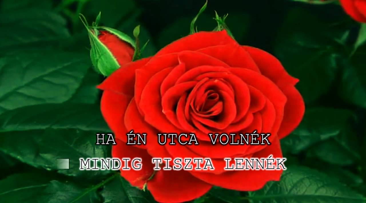 Bródy János - ha én rózsa volnék - KARAOKE 720p