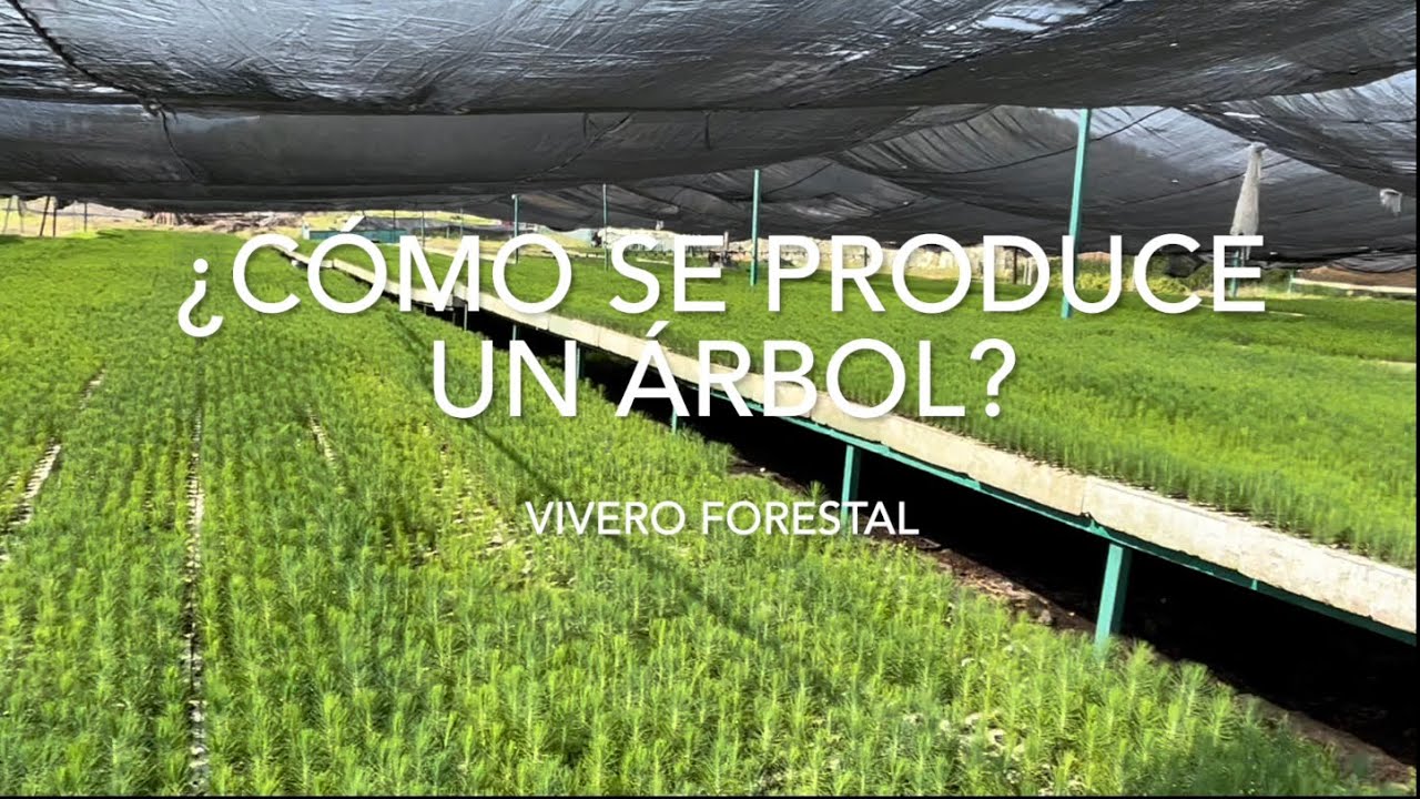 Cómo Conseguir Árboles para Reforestar / Pinos / El Rincón Ecológico