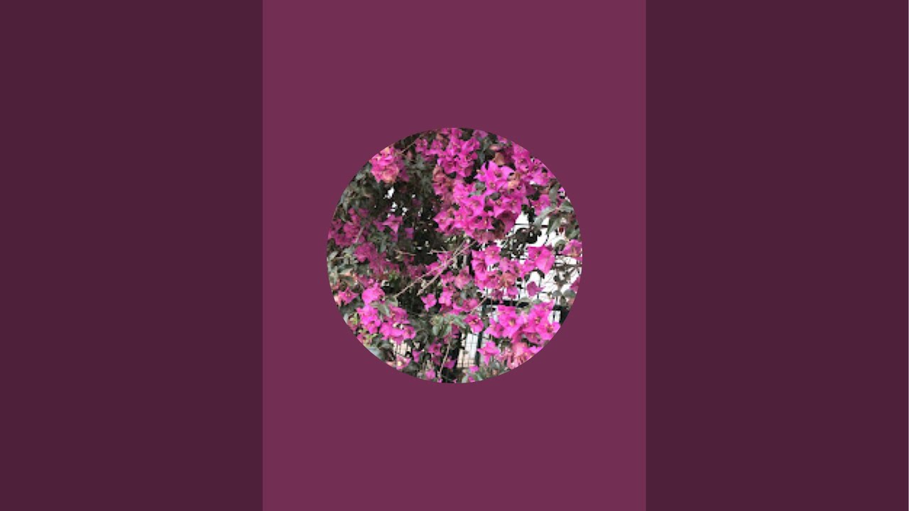 🌹roya  kanalı canlı yayında