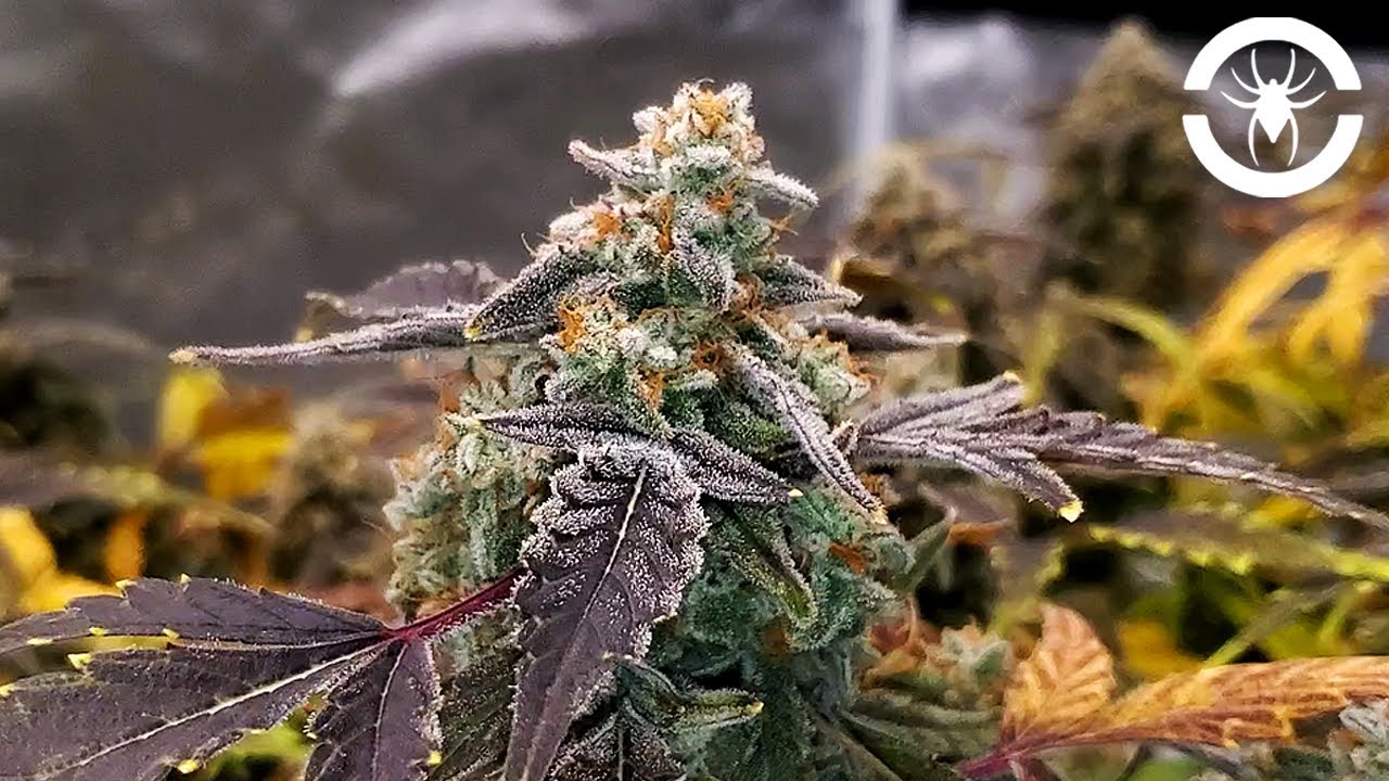 Square1 Genetics Ocean Fruit FINAL (Dry, Trim, Dry Weight, & Cure) - The Spider Grow: S3 EP6 | G8600