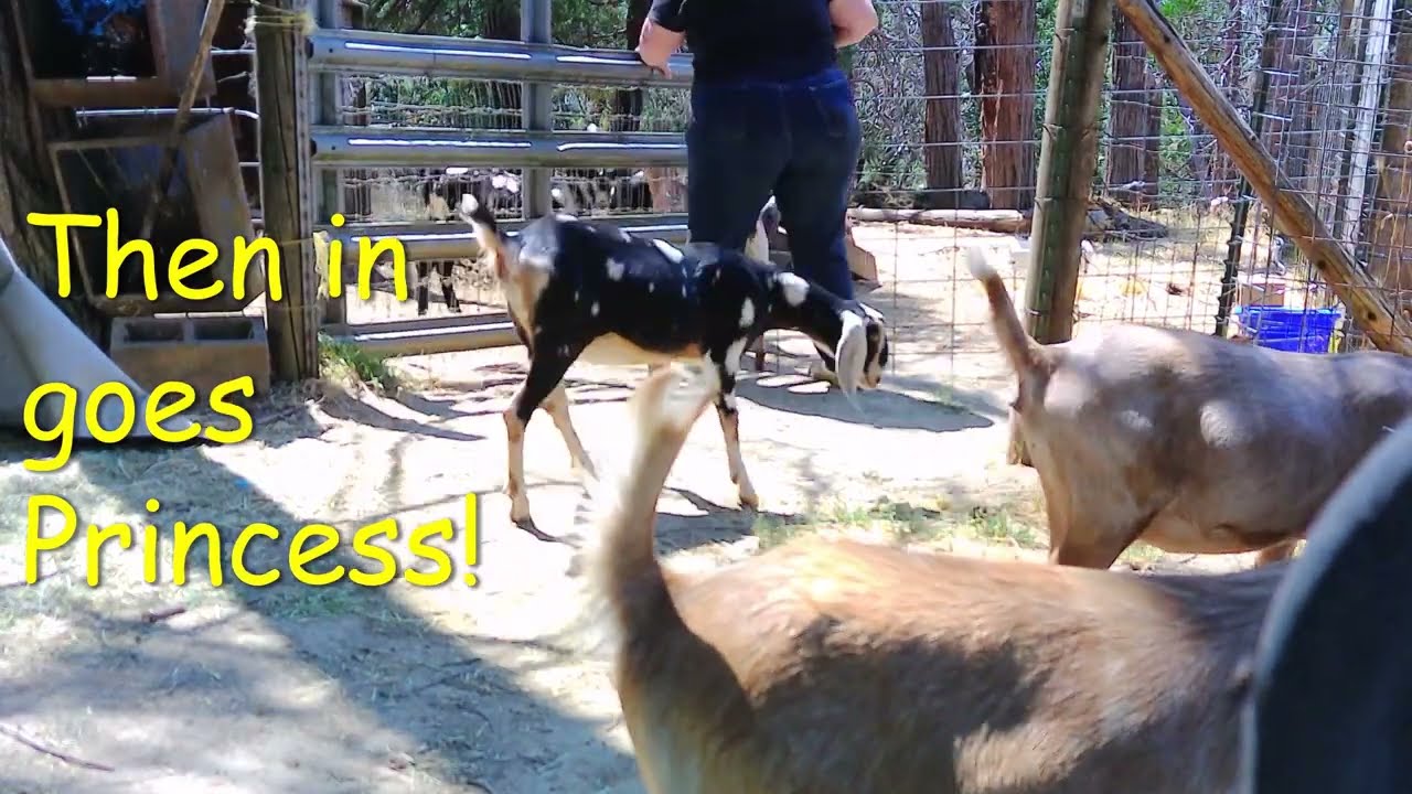The Heat wave is here in SW Oregon!  Sharing what we do for our goats and plants when it is over 100