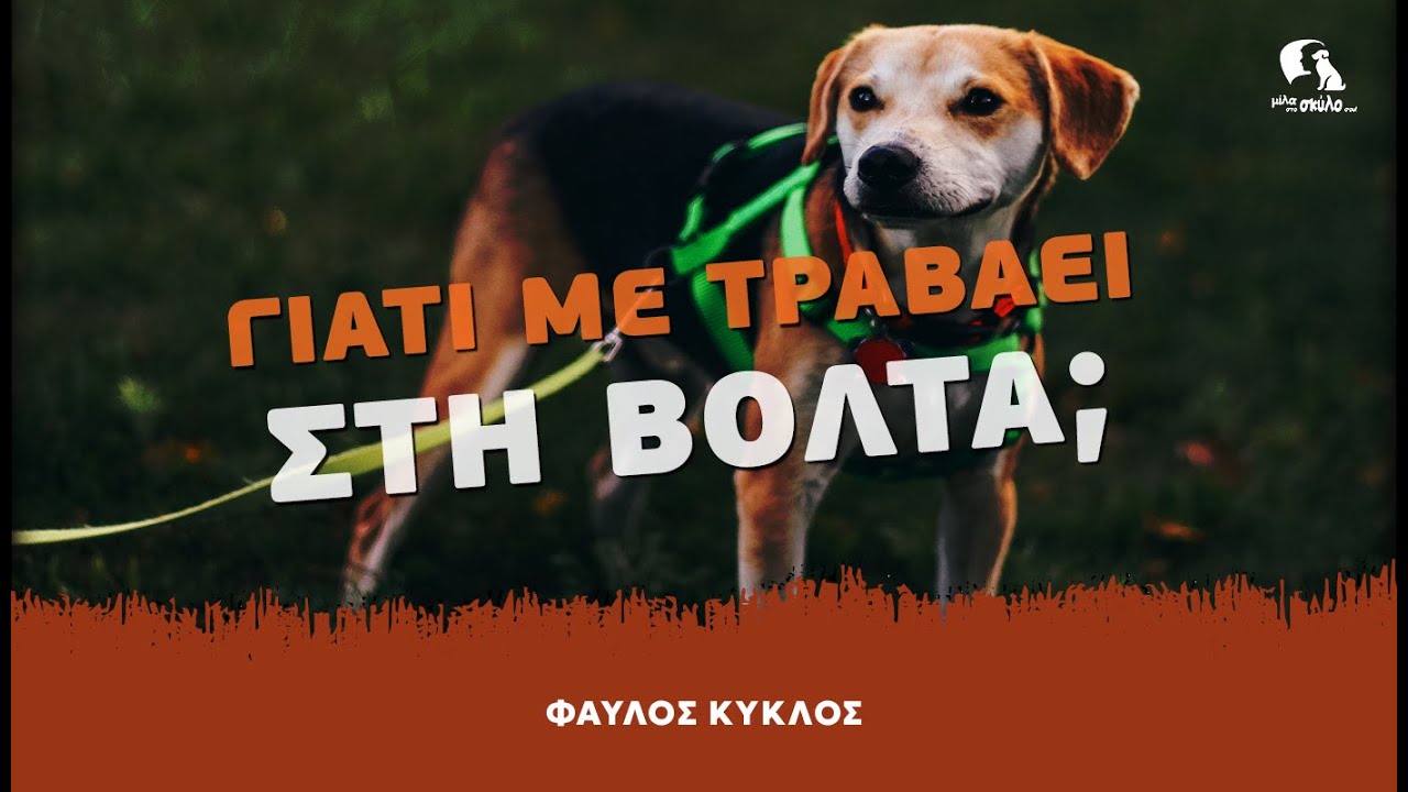 ΦΑΥΛΟΣ ΚΥΚΛΟΣ #1 - Γιατί τραβάει ο σκύλος στη βόλτα; - ΜΙΛΑ ΣΤΟ ΣΚΥΛΟ ΣΟΥ