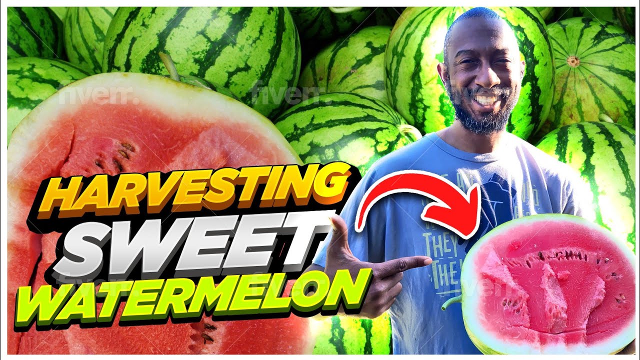 When to Harvest Watermelon?  Sweet Watermelon 🍉 🍉 🍉