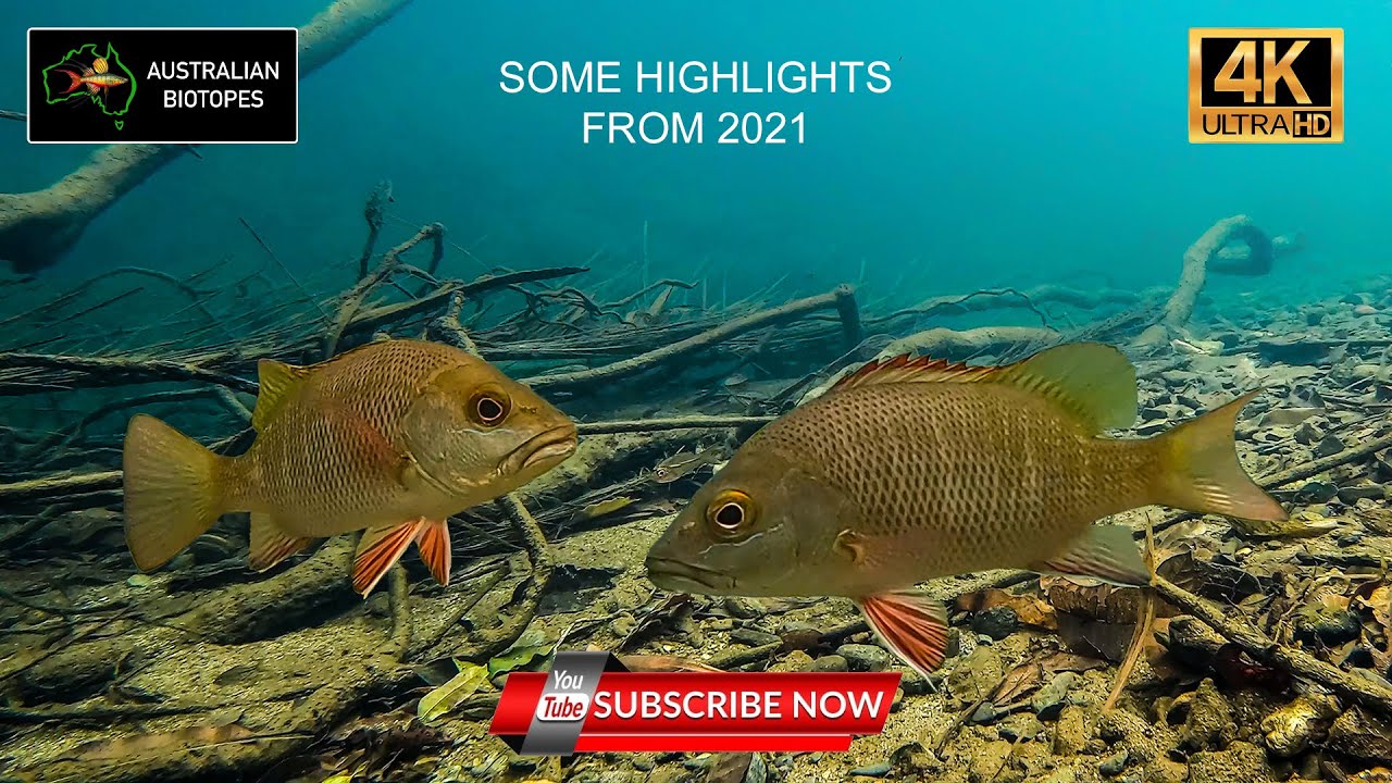 Some Highlights from Australian Biotopes in 2021