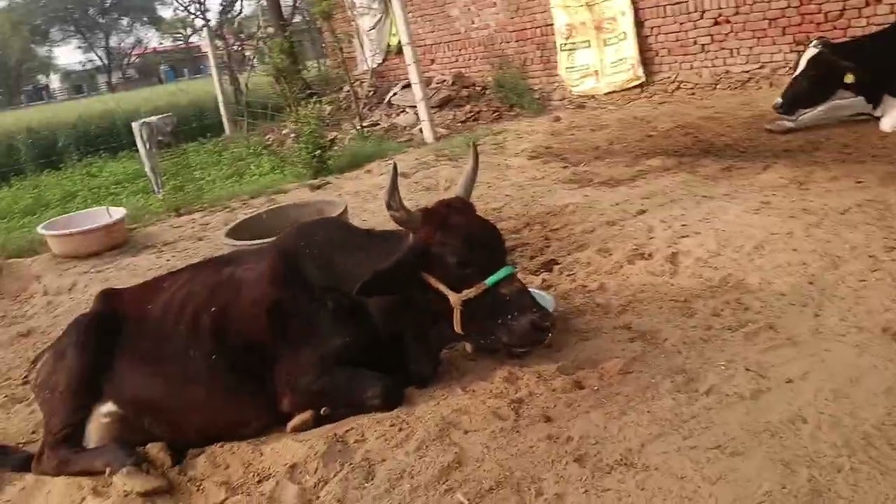 समय परिवर्तन के समय जानवरों का ध्यान कैसे 