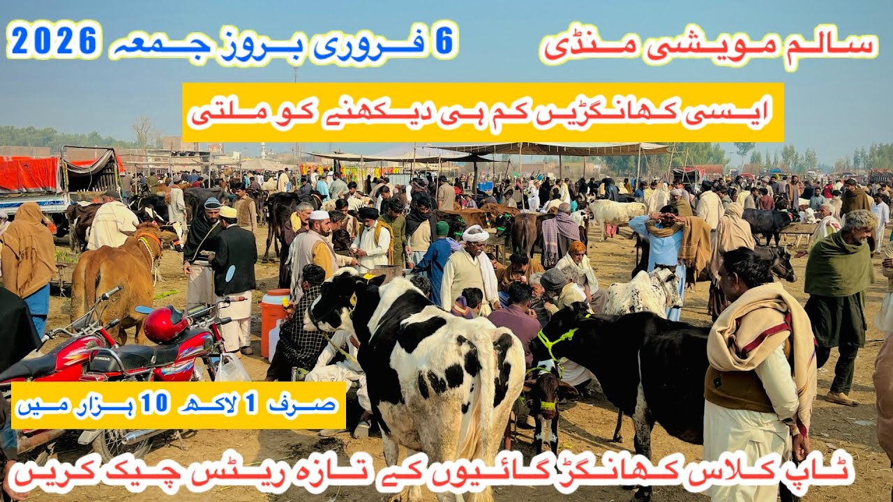 Salam Mandi Bhalwal | Khangar Cows Fresh Rates And Updates | Fresian Cows For Sale |6 February 2026
