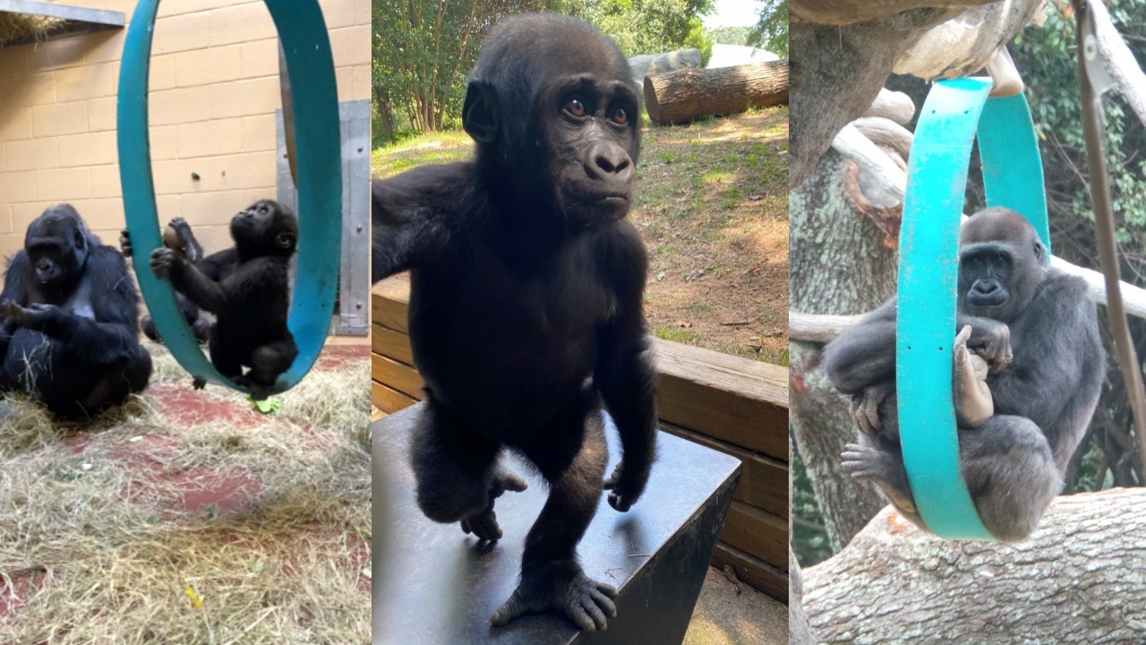 Gorilla Fun Time at Zoo Atlanta!