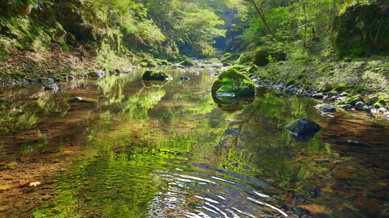 豊かに響く清流のせせらぎ｜緑映る澄んだ水音【4K自然音 30分】