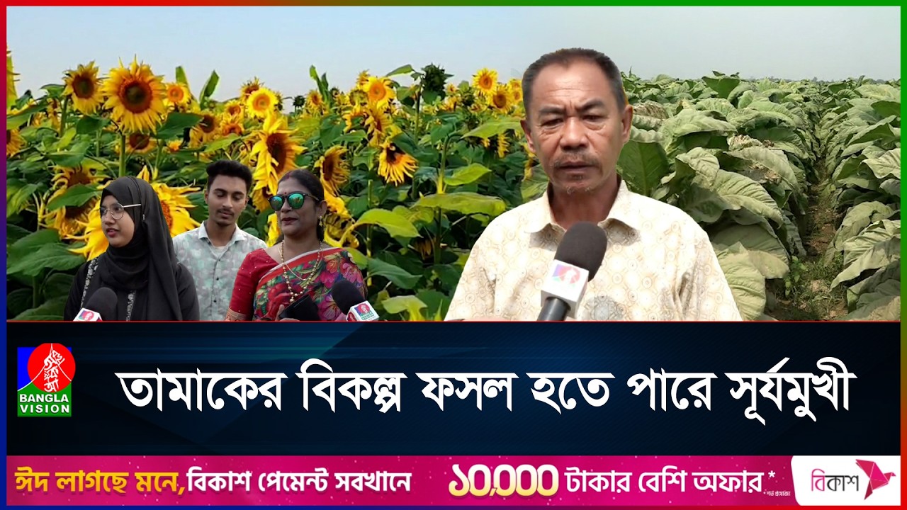 তামাক ছেড়ে সূর্যমুখী চাষে ঝুঁকছেন খাগড়াছড়ির চাষীরা | Khagrachari | Sunflower